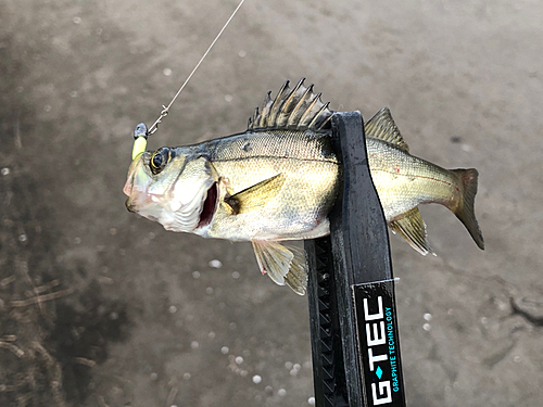 セイゴ（マルスズキ）の釣果