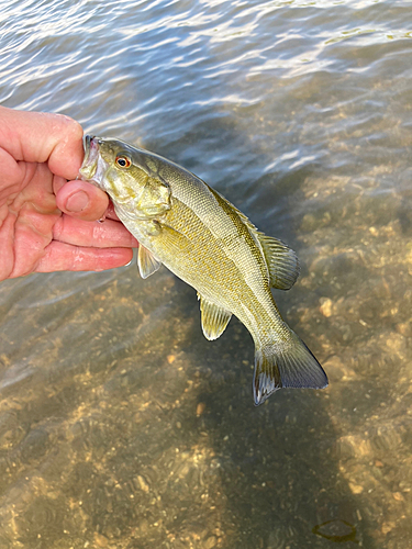 スモールマウスバスの釣果