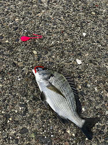 クロダイの釣果