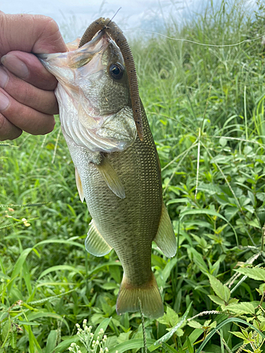 ラージマウスバスの釣果