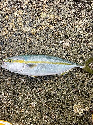 ヤズの釣果