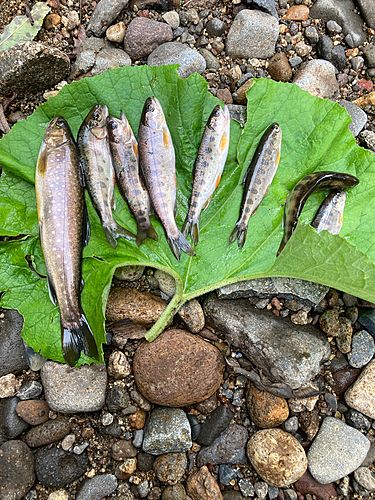 イワナの釣果