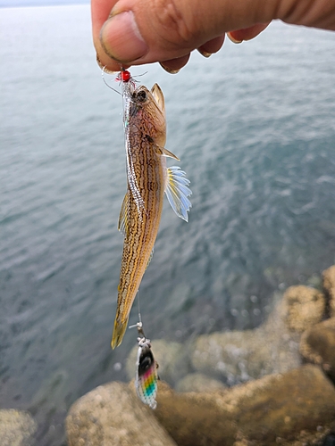 エソの釣果