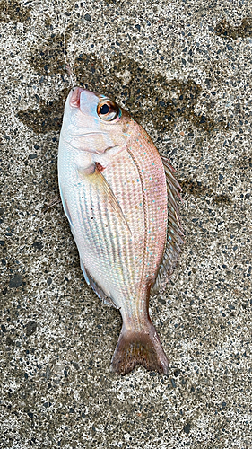 チダイの釣果