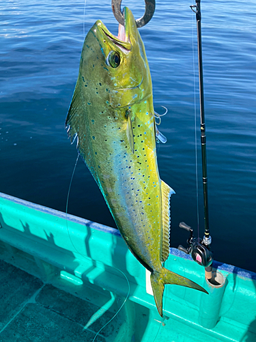 シイラの釣果