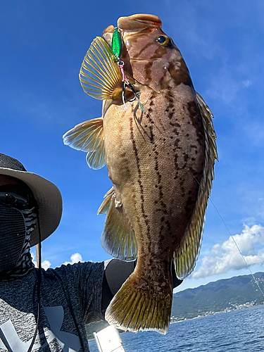 ホウキハタの釣果