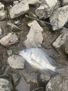 キビレの釣果