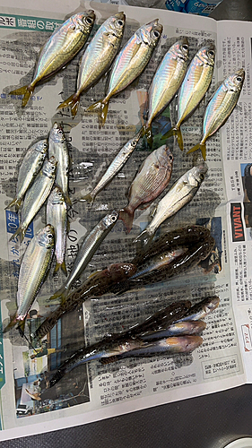 アジの釣果