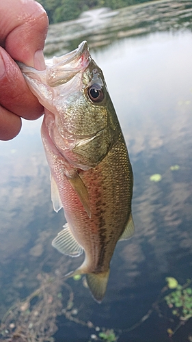 ラージマウスバスの釣果