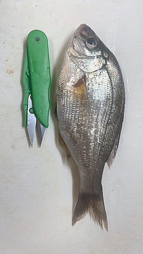 ウミタナゴの釣果