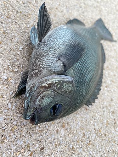 クロの釣果