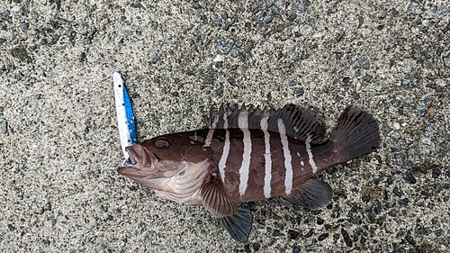 マハタの釣果