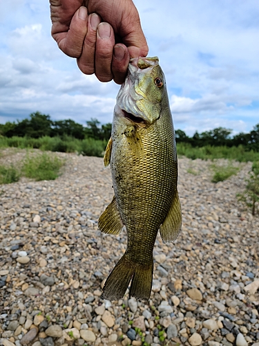 スモールマウスバスの釣果