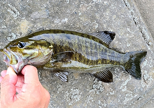 スモールマウスバスの釣果