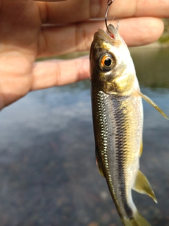 カワムツの釣果