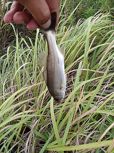 セイゴ（マルスズキ）の釣果