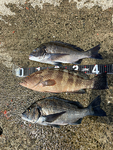 クロダイの釣果