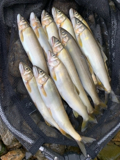 アユの釣果