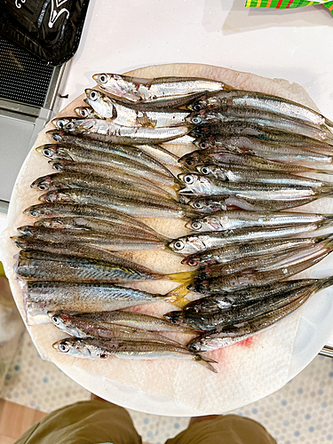 カタクチイワシの釣果