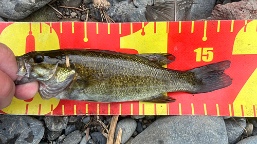 スモールマウスバスの釣果