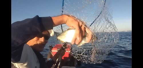 イナダの釣果