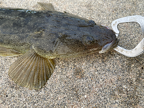 マゴチの釣果