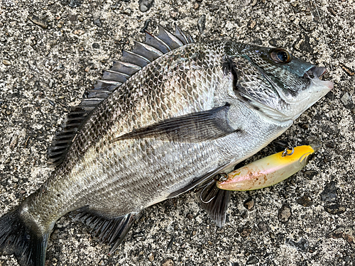 クロダイの釣果