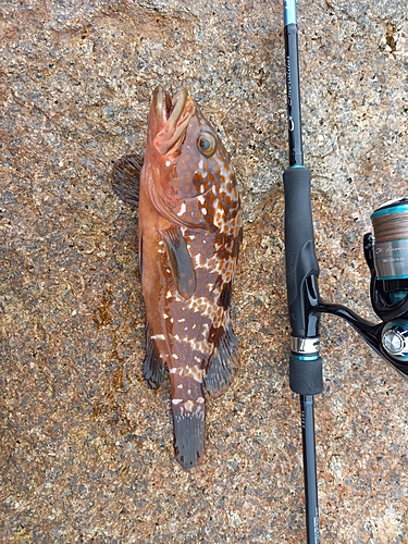 アコウの釣果