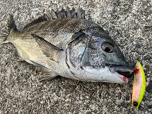 クロダイの釣果