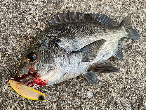 クロダイの釣果