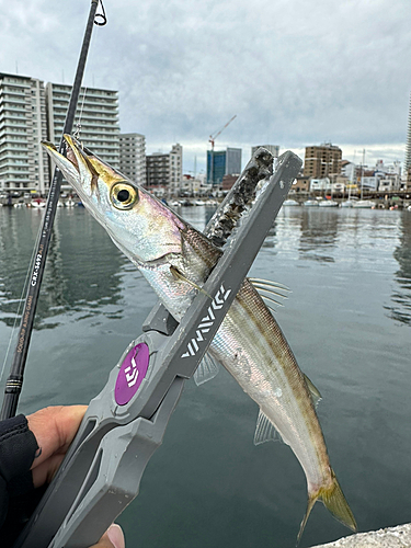 カマスの釣果