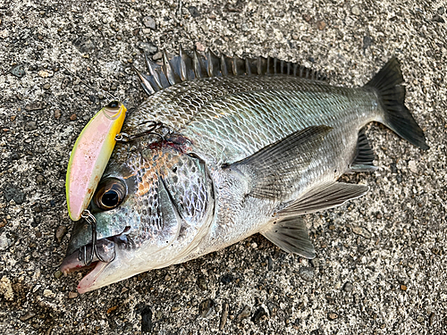 クロダイの釣果