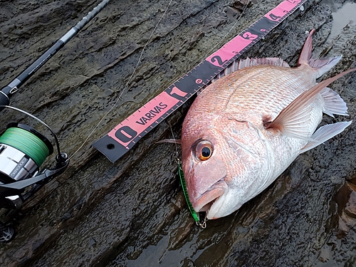 マダイの釣果