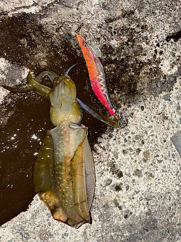 アオリイカの釣果