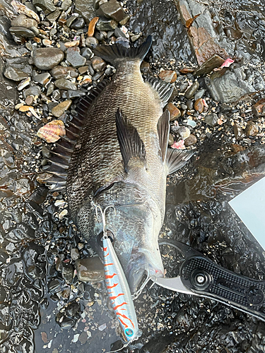 クロダイの釣果