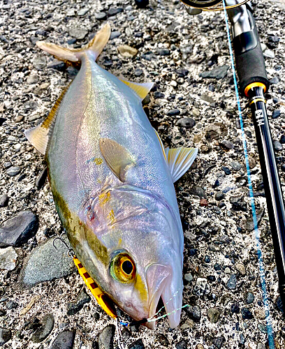 ショゴの釣果