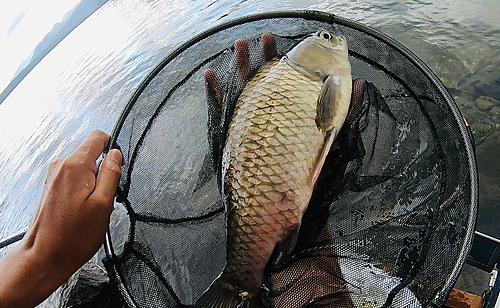 ヘラブナの釣果