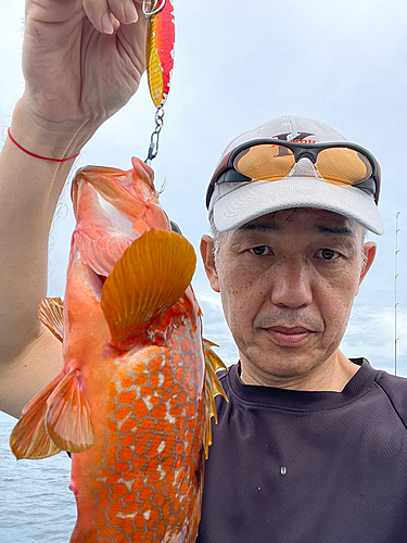 アコウの釣果