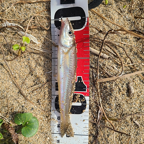 シロギスの釣果