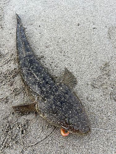 マゴチの釣果