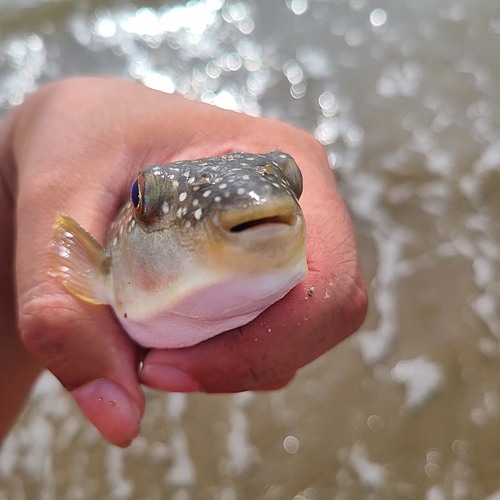 クサフグの釣果