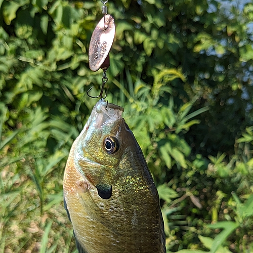 ブルーギルの釣果