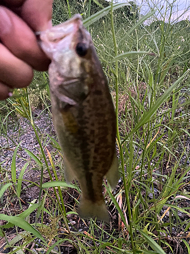 ラージマウスバスの釣果