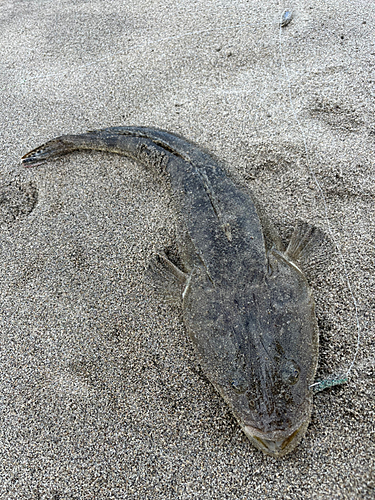 マゴチの釣果