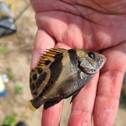 コショウダイの釣果