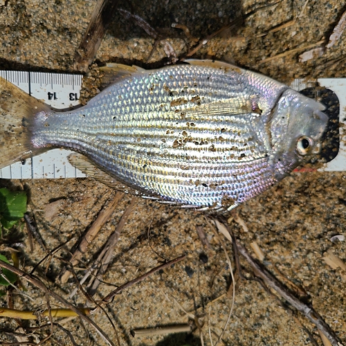 ヘダイの釣果