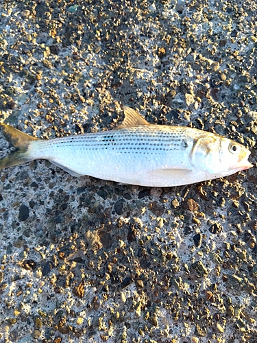 コノシロの釣果