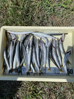 アカカマスの釣果