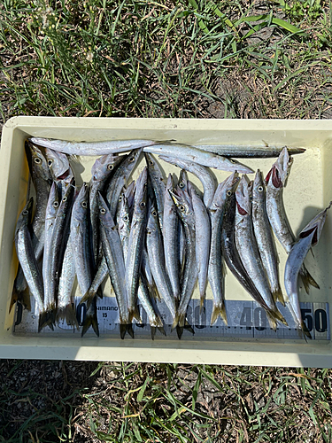 アカカマスの釣果