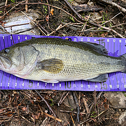 topの釣果